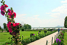 A view of the Nishat Garden in Srinagar on Saturday