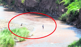 Despite a ban, youngsters enter the Ghaggar in Panchkula on Saturday.