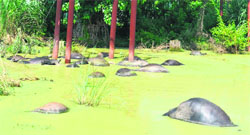 The buffaloes that got electrocuted near Gurukul Kangri University in Haridwar.