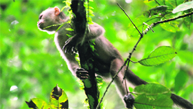 Monkeys are all over the valley