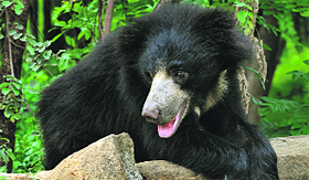 Binsar Wildlife Sanctuary has its fair share 