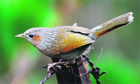 A hill babbler