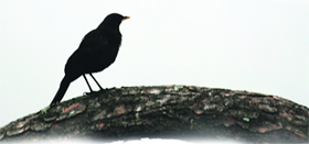 A whistling Thrush