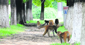 Monkeys roam freely on the Panjab University campus.