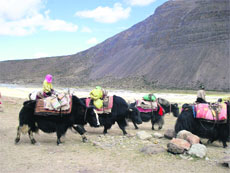 Indian traders move on their yaks towards the Chinese mart of Taklakot