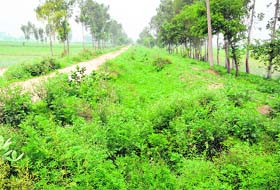 Wild growth in the minor at another village