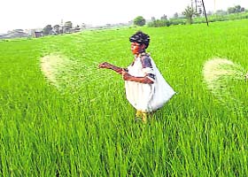 A labourer sprays fertilisers on a paddy field in Jalandhar on Sunday