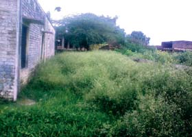 Unchecked growth of grass on the school premises
