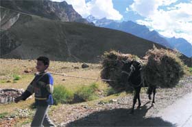 Beast of burden: A boy pulls a horse loaded with hay on the Drass- Kargil national highway on Monday