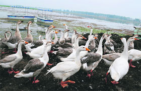 A group of swans on the banks of the Dal Lake in Srinagar on Tuesday.