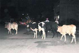 Stray cattle menace continues to haunt the residents of Bathinda