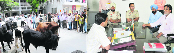 Residents of Paras Ram Nagar area raise slogans against the officials of the Municipal Corporation, Bathinda (MCB), for their ineffectiveness in curbing the menace of stray cattle, on Thursday; and municipal commissioner Uma Shankar Gupta hears out former municipal councillor Vijay Kumar at his office.