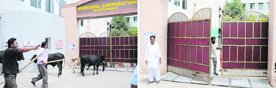 Residents of Paras Ram Nagar force the entry of cattle inside the office of the Municipal Corporation in Bathinda on Thursday; employees of the corporation try to close the gate to prevent the stray cattle from entering the premises.