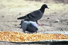 Daily fill: Pigeon enjoying corns near Dogra Chowk in Jammu on Friday