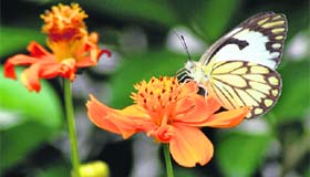Brightness attracts: A butterfly sucks the nectar of a bright orange flower at a garden in Jalandhar