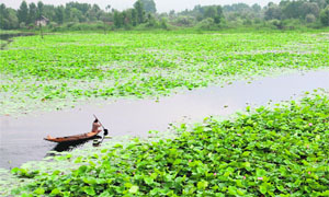 A man rows his boat past lotus leaves on the Nagin Lake in Srinagar on Saturday.