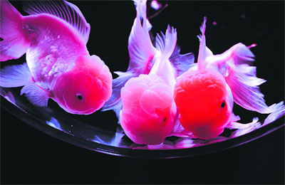Goldfish swim in a tank as part of art exhibition ‘Art Aquarium’ during a press preview in Tokyo.