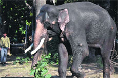 A pet elephant being fed in Haridwar on Monday. Elephants are being used for patrolling at the Rajaji National Park. 