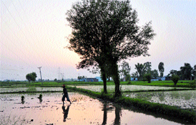 A labourer crosses a paddy field during sunset in the RS Pura area of Jammu.