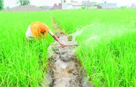 A farmer drains out water from his paddy field at Verka village in Amritsar on Tuesday