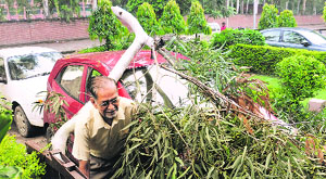 A branch of a tree that fell and damaged a car in Sector 32, Chandigarh, on Wednesday.