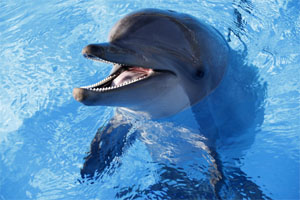A file picture of dolphins jumping in the water at the animal exhibition park Marineland in Antibes, southeastern France. Bottlenose dolphins can remember each other's signature whistles for more than 20 years  the longest social memory ever observed in an animal, a new study has found