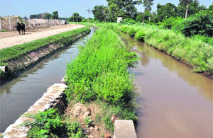 The sullage carrier that runs from the sewerage treatment plant on the Mansa road in Bathinda.