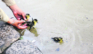Mallard ducklings being released into Sukhna Lake