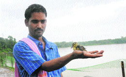 Ram Pal Yadav, a contractual employee at Sukhna Lake, takes the ducklings to the island in the lake. 