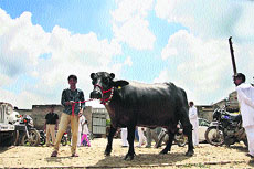 A proud owner with his prized murrah buffalo at Singhwa Khas village in Hisar district.