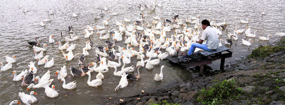 A bird lover feeds the ducks at the Sukhna Lake in Chandigarh early on Sunday morning. 