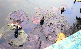 Dirty water accumulated in a fountain pool at Guru Nanak Mission Chowk in Jalandhar