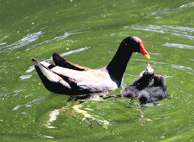 A mother duck feeds her ducklings in a pond in Srinagar on Saturday.