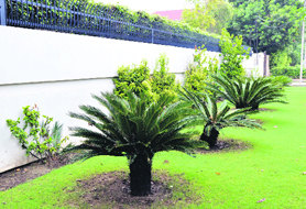 A variety of flowers and plants can be grown during the rainy season.