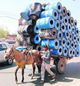 Animal rights crushed: An overloaded horse cart in Amritsar on Sunday