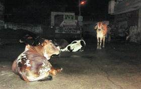 Stray cattle continue to have a free run on the roads in Bathinda.