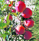 Apples