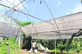Vegetables grown in a polyhouse in Bilaspur district.