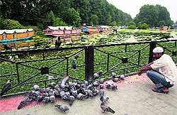 A man feeds pigeons on the banks of the Dal Lake in Srinagar
