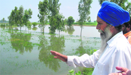 A villager shows his submerged fields near Basti Ram Lal in Ferozepur.