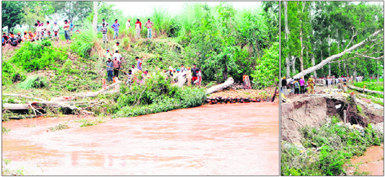 Villagers pull a tree after it was axed (Right) to plug the breach in the 'dhussi bundh' on one of the banks of the Ravi in Ajnala area of Amritsar district on Sunday. (Left)A large number of trees were felled and piled up on the breached portion to contain the gushing waters from eroding the 'bundh' further. The district administration had on Saturday sounded a red alert in villages situated along the river after it witnessed cracks in the 'bundh'.