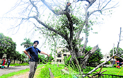 A resident shows a branch of a dry tree that fell near the swings in Sector 36