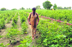 A farmer inspects his cotton crop in a field in Bathinda on Wednesday.