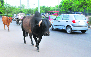 The MC has failed to check the stray cattle menace.