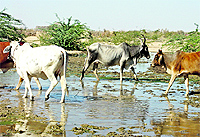 Enteric fermentation in livestock accounts for large carbon dioxide emissions