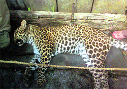 The leopard that was shot dead at Bunalidhar village in Mandi on Wednesday