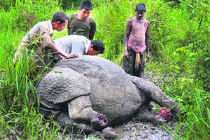 Forest workers examine the carcass of a one-horned rhinoceros killed and de-horned by poachers near Dirang forest camp in Kaziranga on Wednesday. 