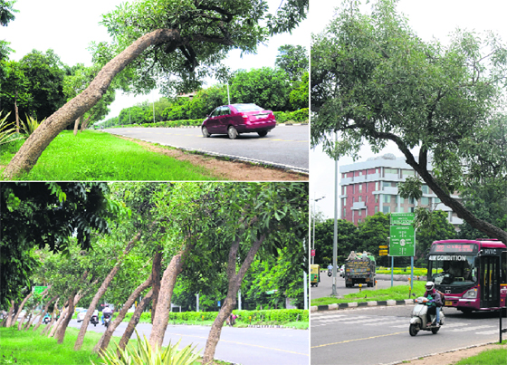 Trees displaced from their normal vertical alignment near the UT Secretariat in Sector 10, Chandigarh.