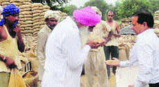 Haryana Agro Industries Corporation Chairman and Ratia MLA Jarnail Singh examines damaged wheat at Ratia in Fatehabad district.