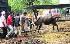 A stray animal attacks MC staff in Chandigarh on Friday.